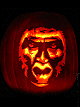 Gorilla's Stare